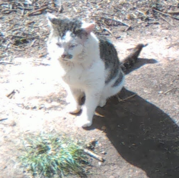 Meet your Posher, Cheyenne - Picture 4 of 9